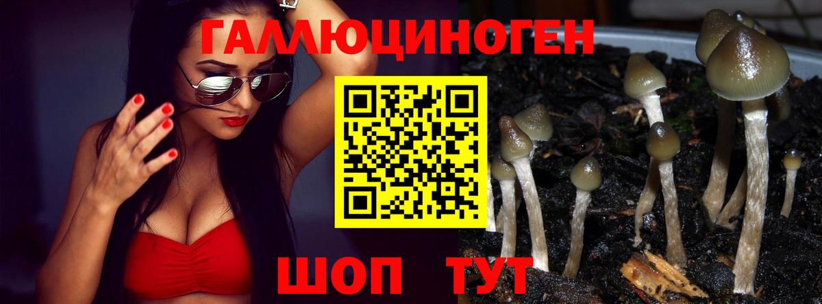 Галлюциногенные грибы Cubensis Александров